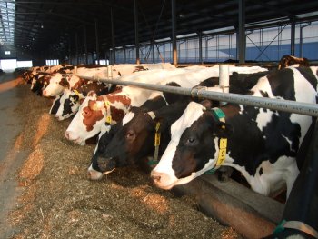 коровы едят корм на ферме